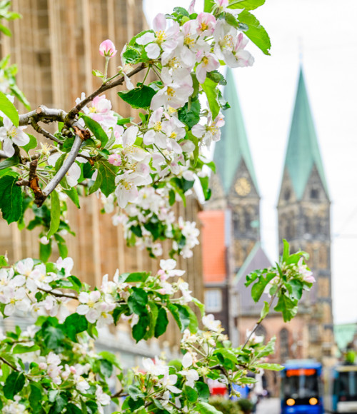 © CityInitiative | Bremen blüht auf Obernstraße | 