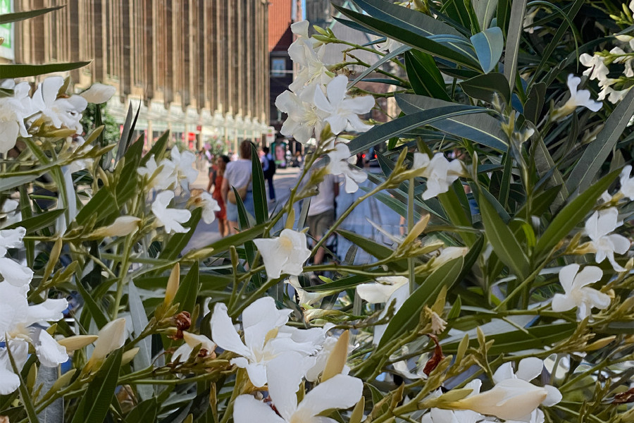 Orleander Obernstrasse web